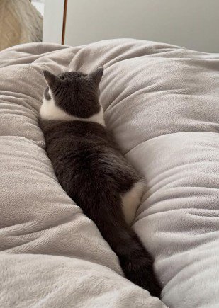 布団の上でくつろいでいる猫