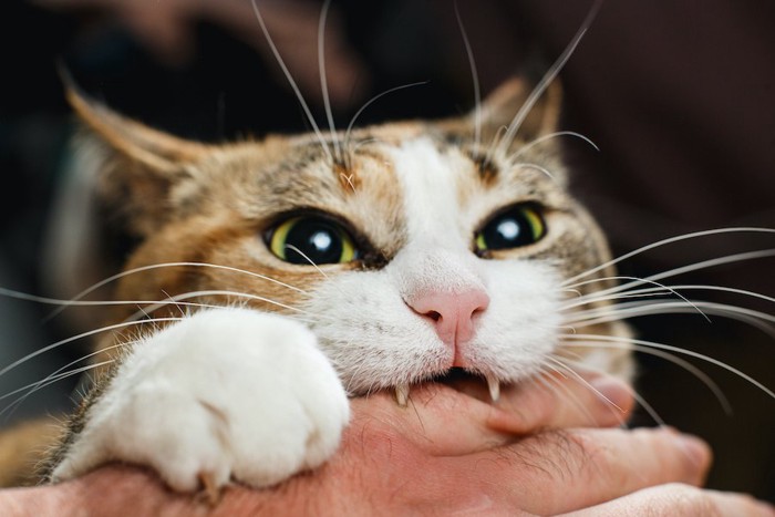 人の手に噛み付いている猫