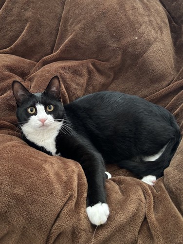 毛布の上にいる猫