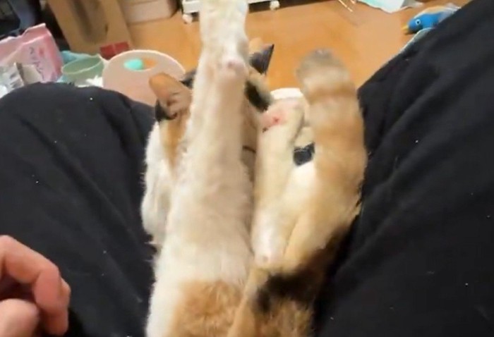 くねくねする猫