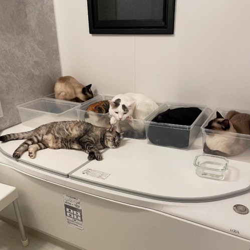 湯船の上にいる猫たち