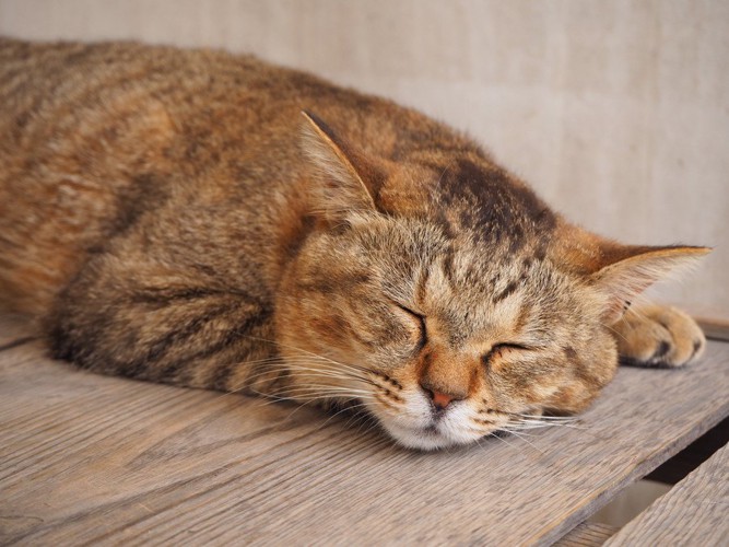 元気の無い猫