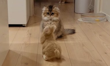 うつむく猫