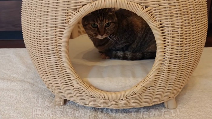 こもる猫