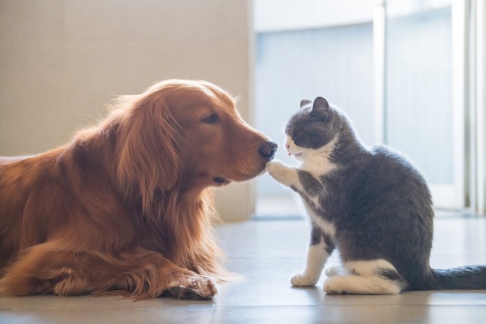 犬の顔に触る猫
