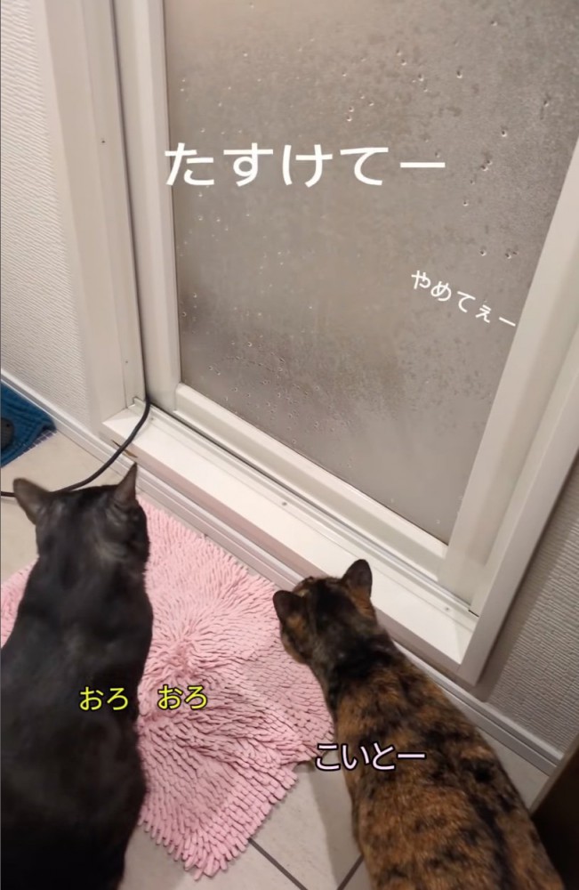 オロオロ覗き込む猫たち