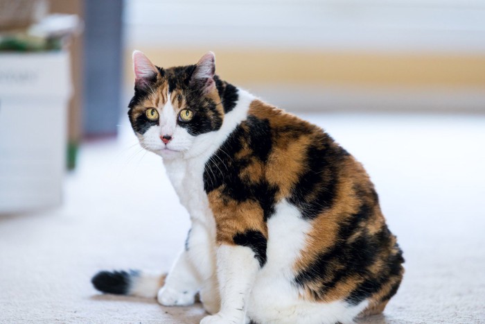 お座りしている猫