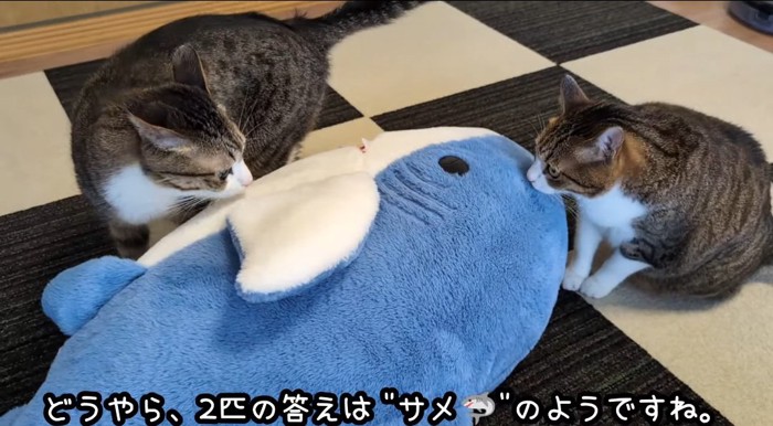 匂いを嗅ぐ猫