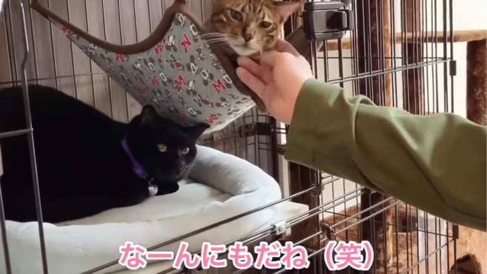 猫ベッド・ハンモックでくつろぐ2匹の猫