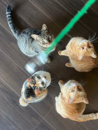 見上げる4匹の猫