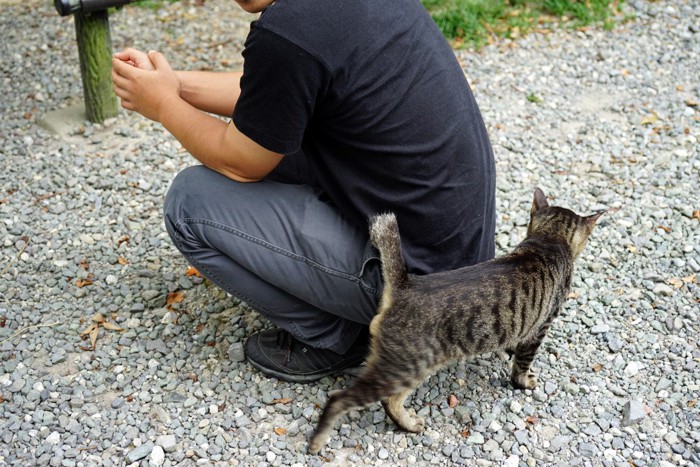 ノラ猫と男性