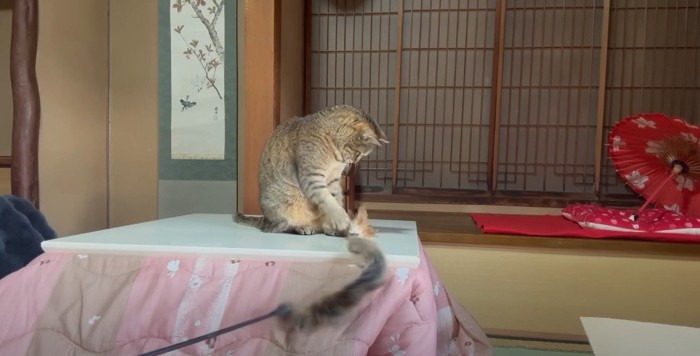 こたつの上に乗って遊ぶ猫