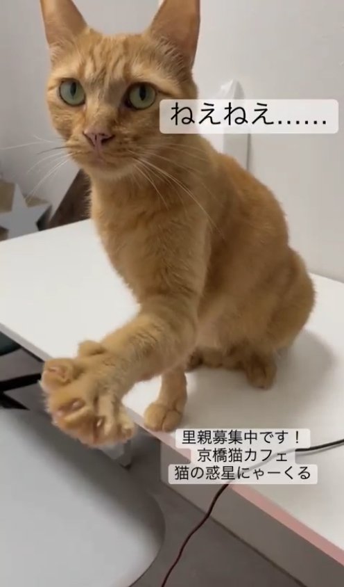 テーブルの上に乗って前足を伸ばしている茶トラ