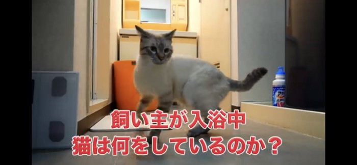 飼い主さんがお風呂へ