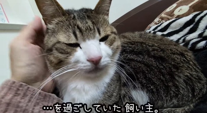 撫でられる猫