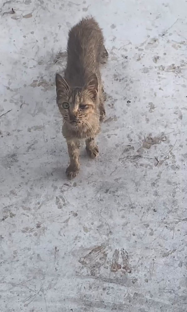 こちらを見上げる猫