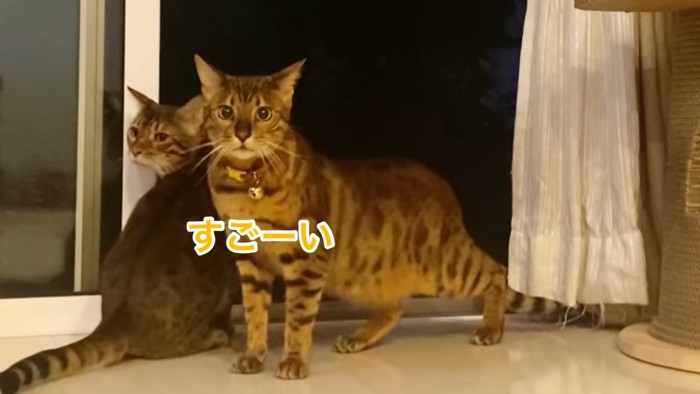 黄色い首輪の猫