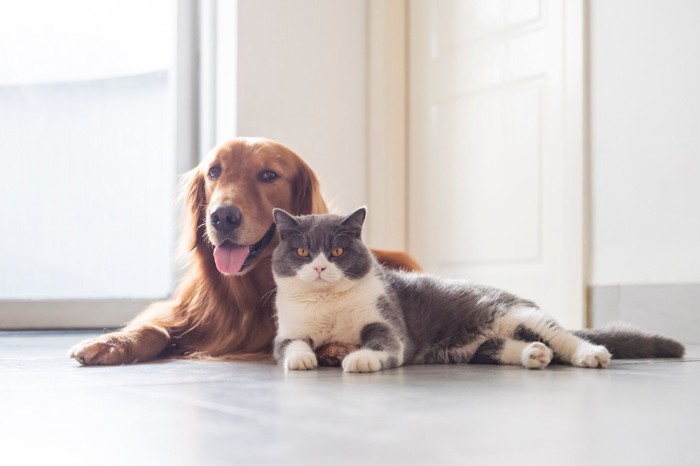 くっついている猫と犬