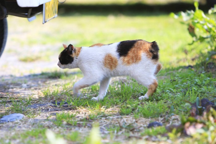 尾の短い三毛猫