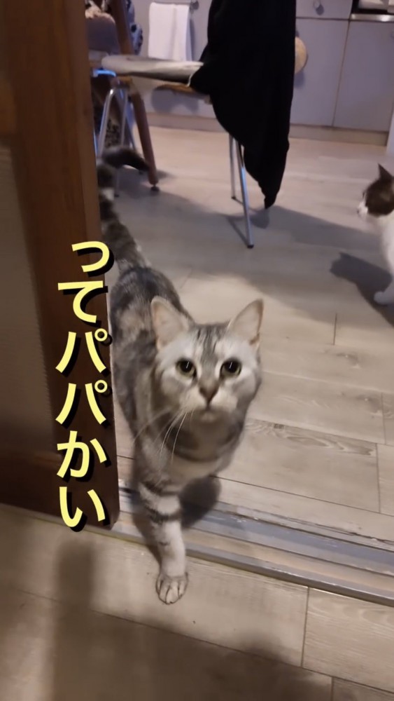 見上げる猫