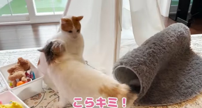 驚かす猫