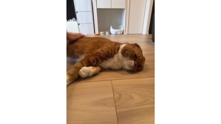寝転がる猫