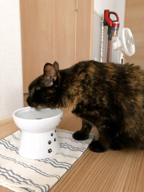 水を飲む猫