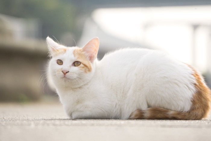 白い野良猫