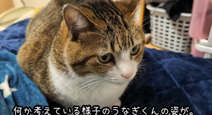 真剣な猫