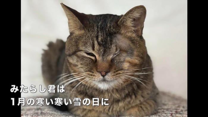 テロップ「みたらし君は~」