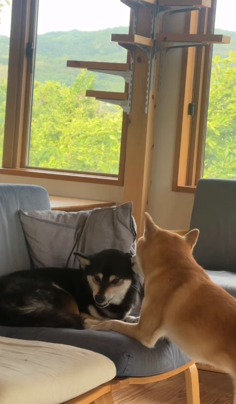 ソファの上で怒っている黒柴の耳に顔を近づけている柴犬