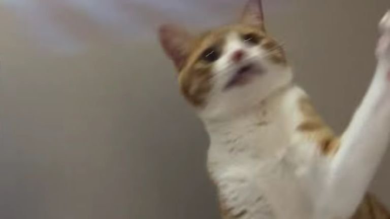 遊んでいる猫