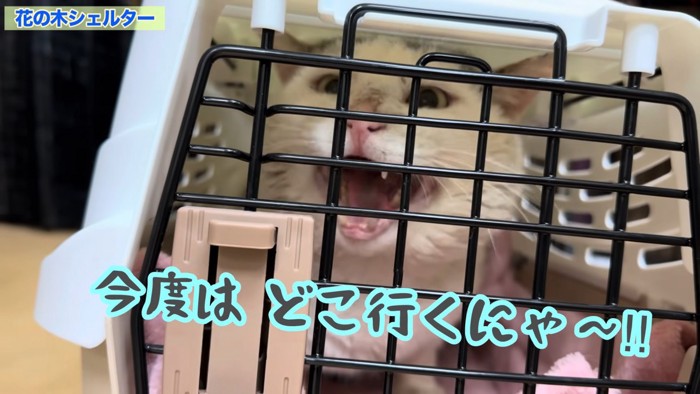 キャリーの中にいる猫