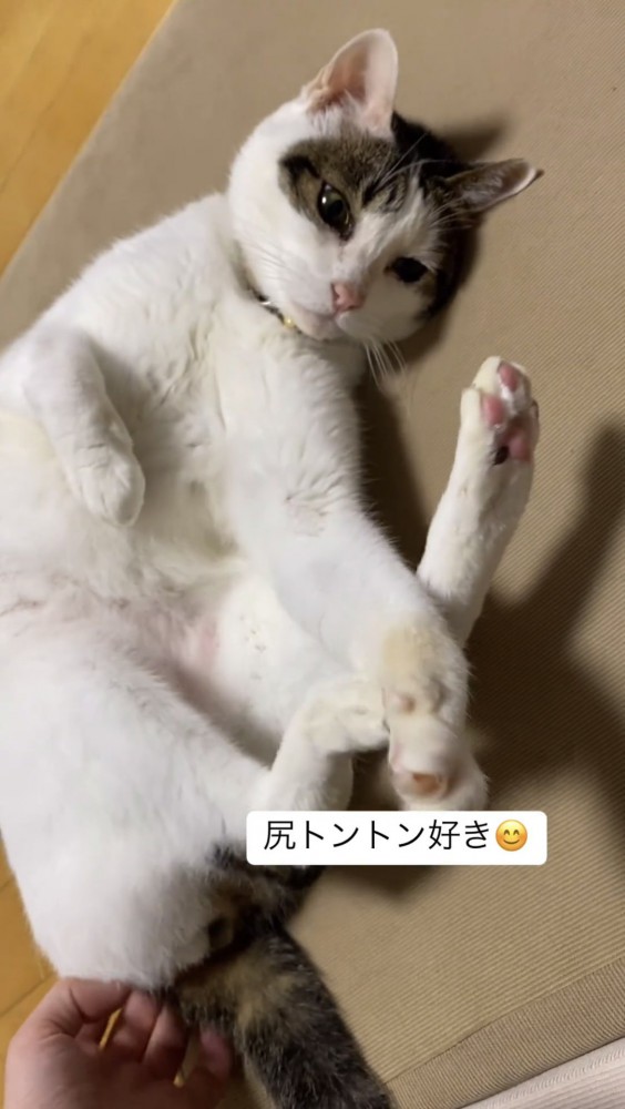 お尻を叩かれる猫