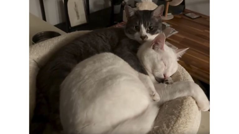 室内にいる猫