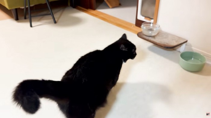 部屋の中を歩く猫