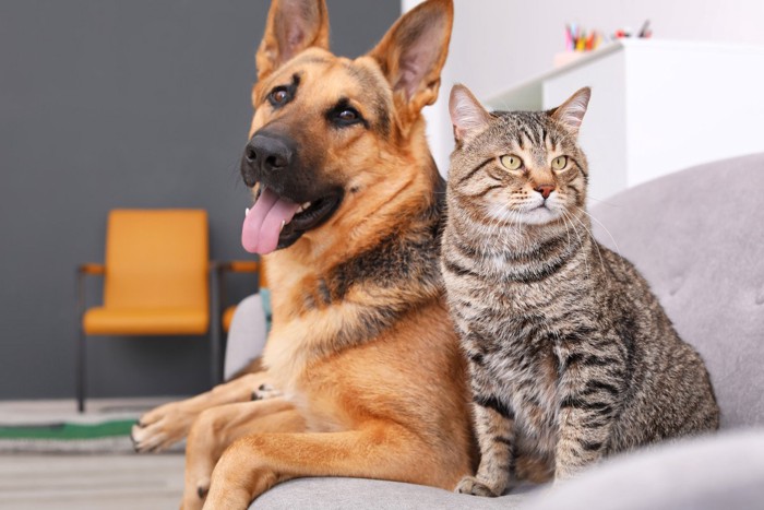 ソファーに座る猫と犬