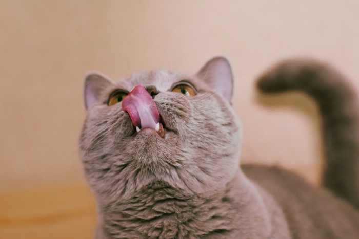 舌で口元を舐めながら上を見上げる猫