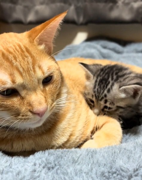 茶トラ猫と一緒に寝る子猫