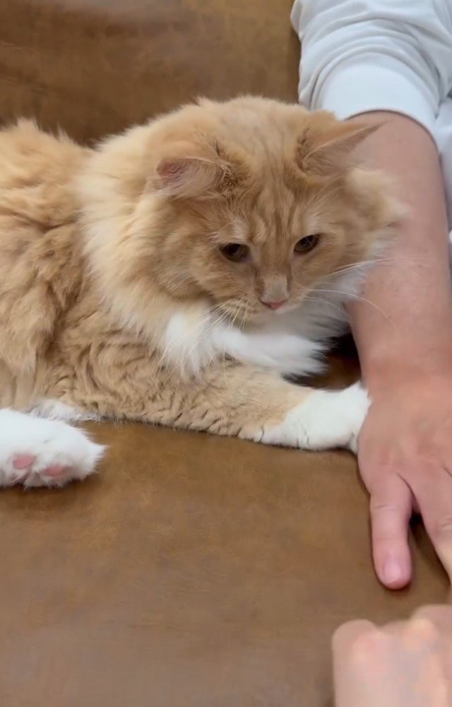 手をどかされて怒る猫