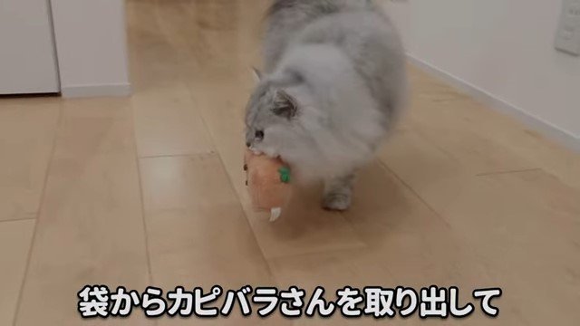 おもちゃをくわえている猫