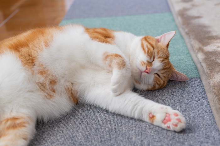 カーペットの上で仰向けになる猫