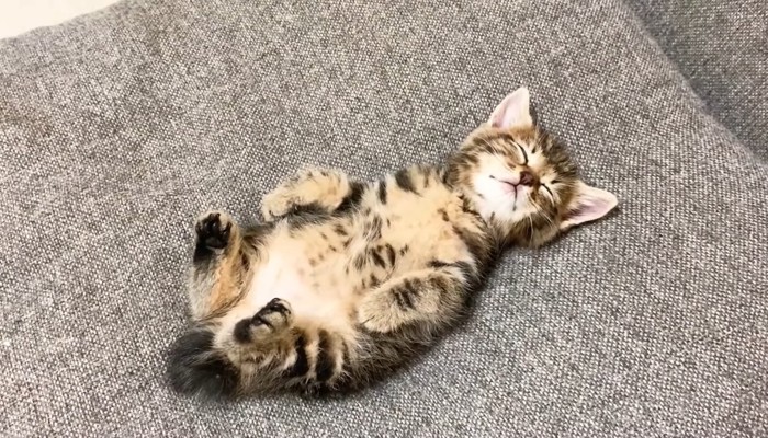 へそ天で眠っている子猫