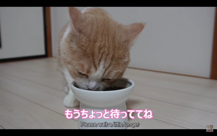 ご飯を食べる猫