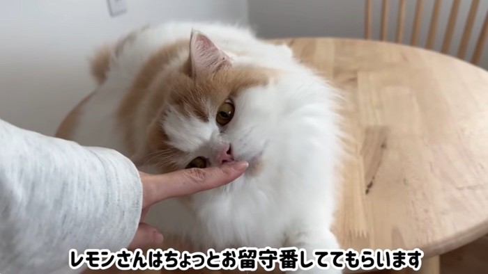 なでられている猫