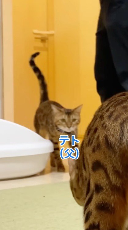 猫部屋のドアをくぐる青色い首輪を着けた猫