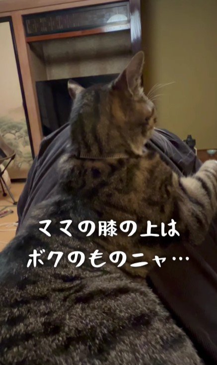 飼い主の膝に乗る猫