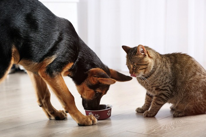 食事を奪われる猫