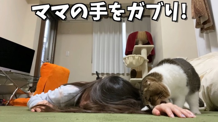 人の手を噛む猫