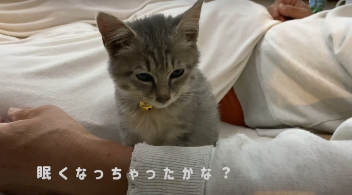 眠そうな猫